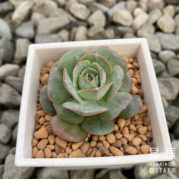 【觀葉多肉】丸葉哥羅迪亞-三吋