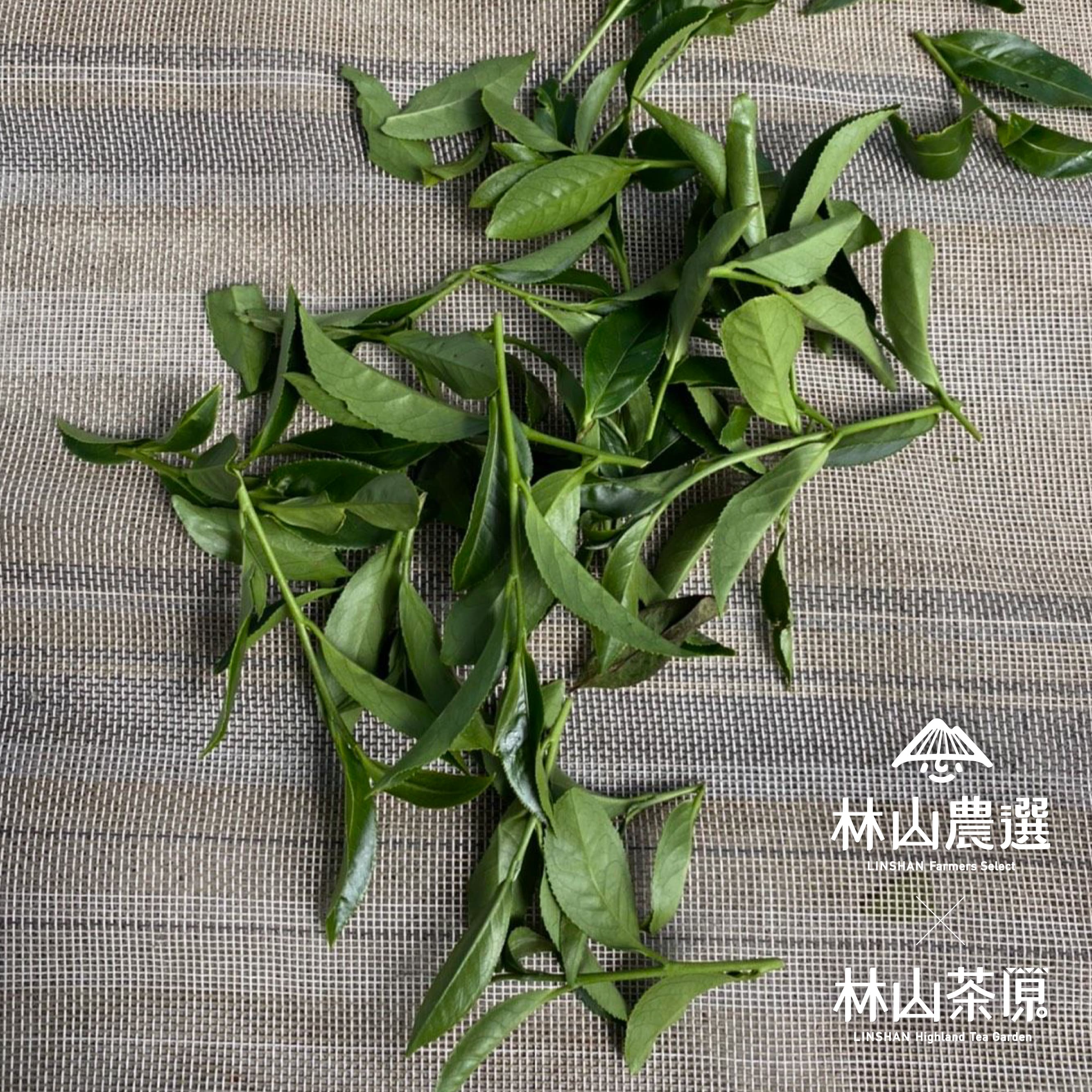 林山茶原2023年春茶開賣中