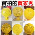 3顆★超黏捕蠅球 黏蠅球 害蟲/果蠅/蒼蠅(黃色)_6