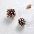 乾燥松果（共7款）_4