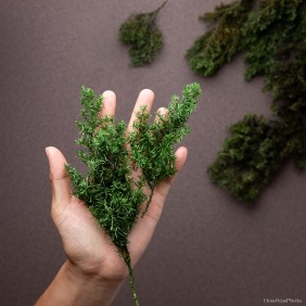 不凋日本雪松｜拍照道具