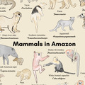 Make World 掛布 (小獅尾/Mammals in Amazon)_1