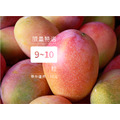 愛文芒果[限量9-10粒裝]