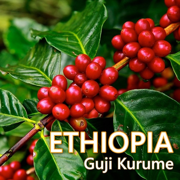 衣索比亞-烏拉嘎 茉香柚 可如蜜種 (白蜜處理)