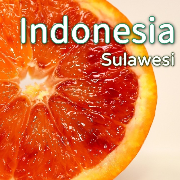 印尼- 蘇拉維西 馬尼諾 (乾式發酵水洗)
