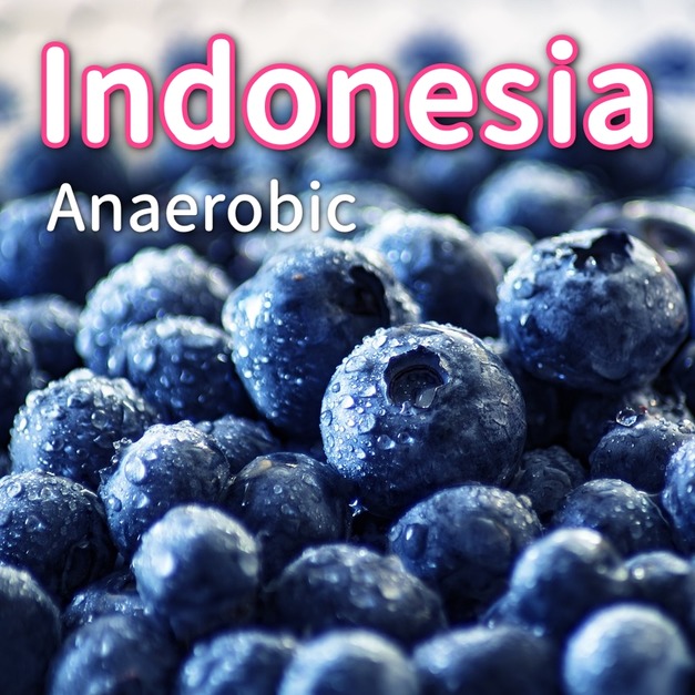 【Premium】印尼 - 亞齊 梅莉亞莊園 大象漫步系列 藍莓 (厭氧水洗)