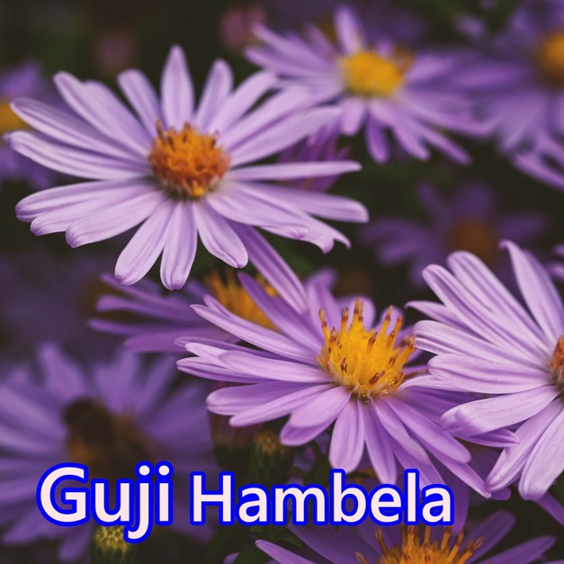 衣索比亞-古吉 罕貝拉 花蝶 G1 (日曬)