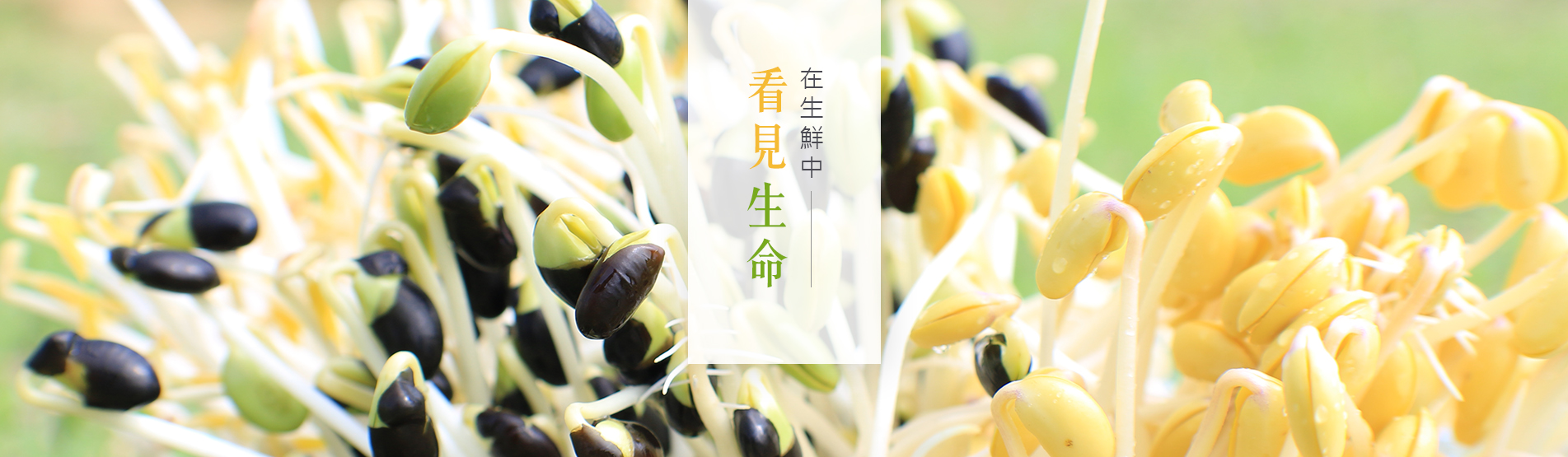 萌芽組合(免運)