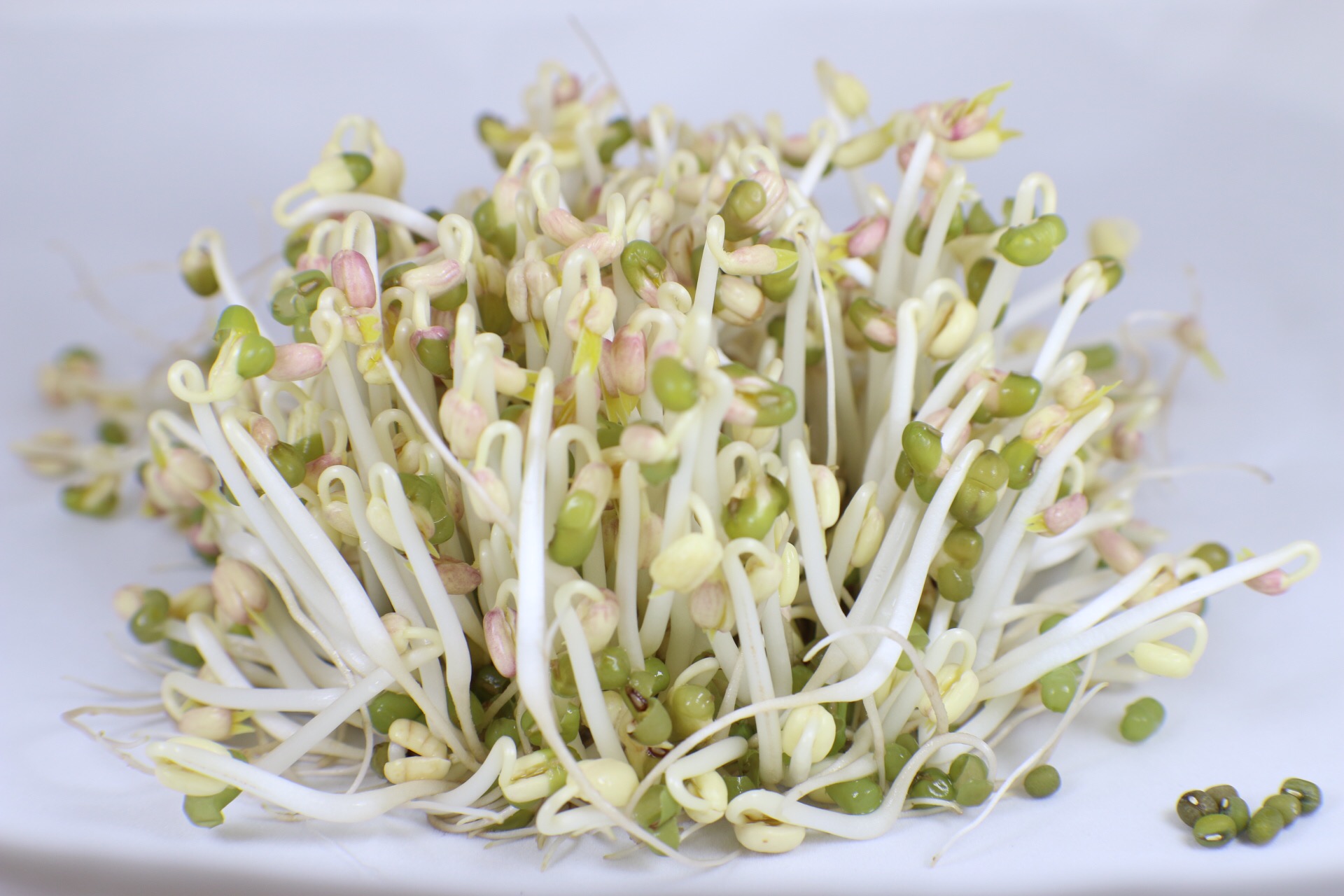 有機綠豆芽 - 150g