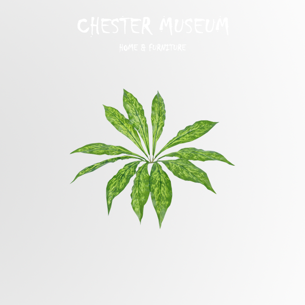 綠火龍草 NT205 +NT40