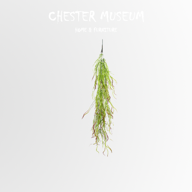 長鬚草 NT245 +NT80