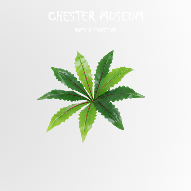 鋸齒火龍草 NT205 +NT40