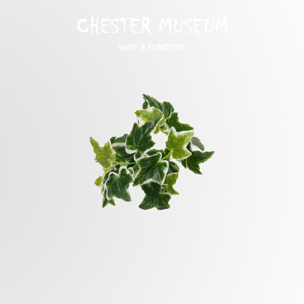 白邊爬山虎 NT165