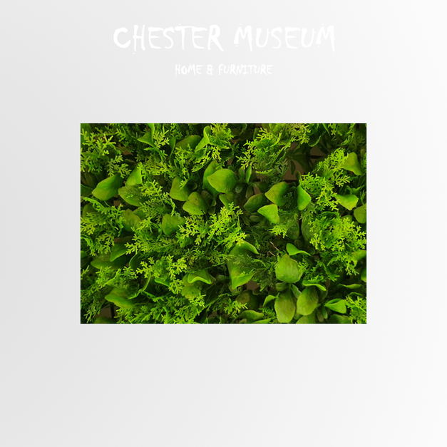 文竹草 NT370 +NT80