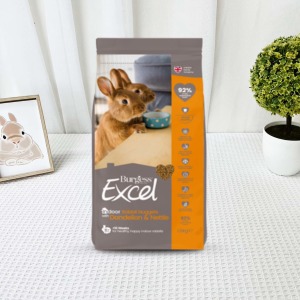 英國伯爵Burgess | 成兔 室內兔(蒲公英