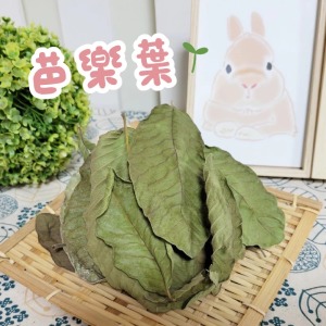 牧草圓又圓 | 保健草系列─芭樂葉