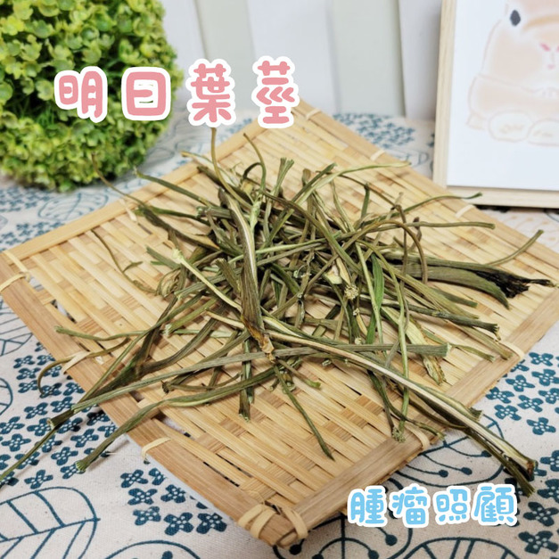 牧草圓又圓 | 保健草系列─明日莖