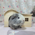 天竺鼠鄉村小屋_4