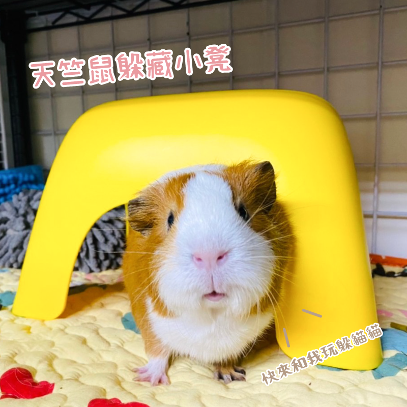 天竺鼠躲藏小凳(4色)