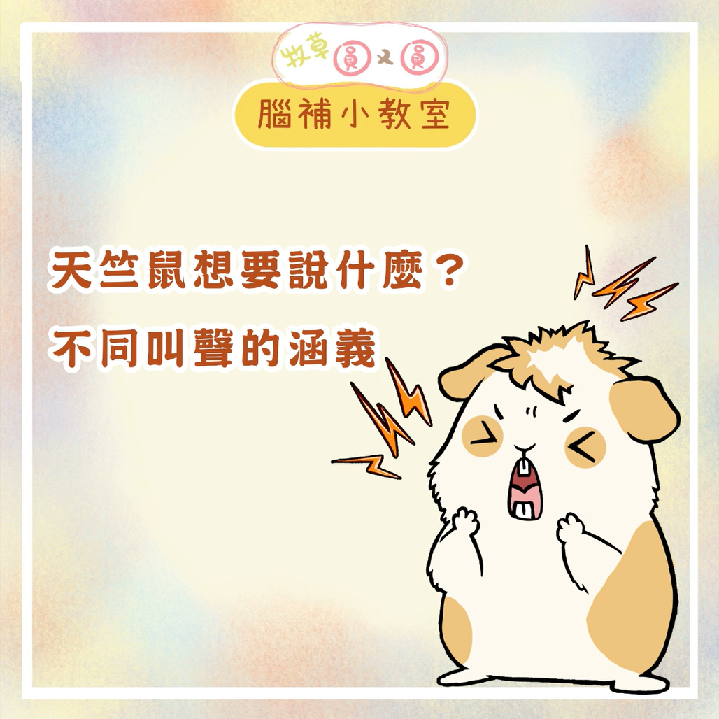天竺鼠想要說什麼?不同叫聲的涵義