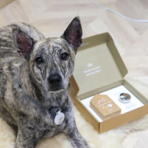 【新品】小萌寵車用香氛-小犬工作室-看山小犬【大車版】