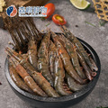 野生劍蝦 (特大)_3