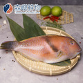 澎湖野生寒鯛/紅石佬