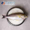 澎湖黃雞魚 (多種規格可選)_2