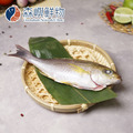 澎湖黃雞魚 (多種規格可選)_1
