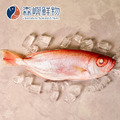 台灣紅目鰱 (多種規格可選)_2