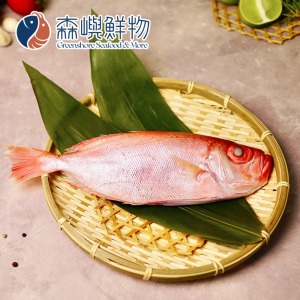 台灣紅目鰱 (多種規格可選)