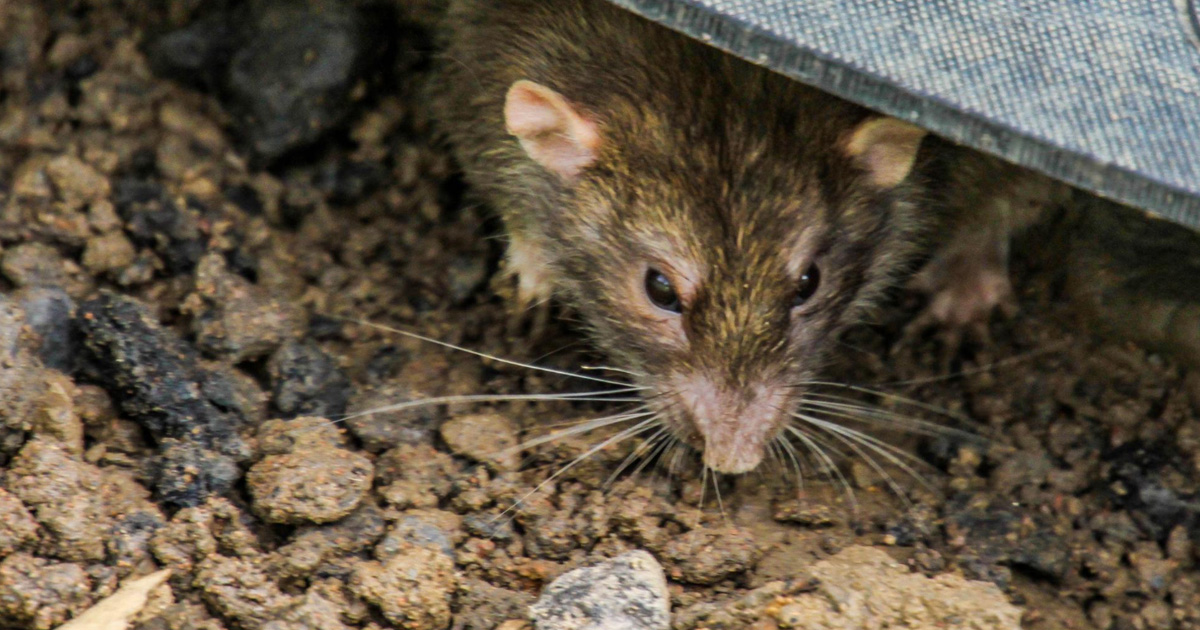 漢他病毒「呼吸就能感染」過年清掃務必戴好口罩