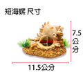 貝殼造景 貝殼 圓海螺 長海螺_5