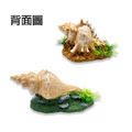 貝殼造景 貝殼 圓海螺 長海螺_3