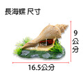 貝殼造景 貝殼 圓海螺 長海螺_4
