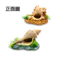 貝殼造景 貝殼 圓海螺 長海螺_2