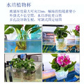水培植物杯_2
