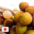 台灣玉荷包荔枝｜LYCHEE｜3㎏｜2.5㎏ ( 精緻禮盒裝 )｜直送日本｜2026