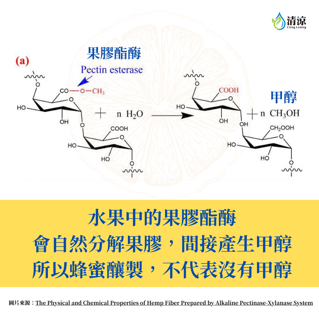 酵素釀造－甲醇產生原理