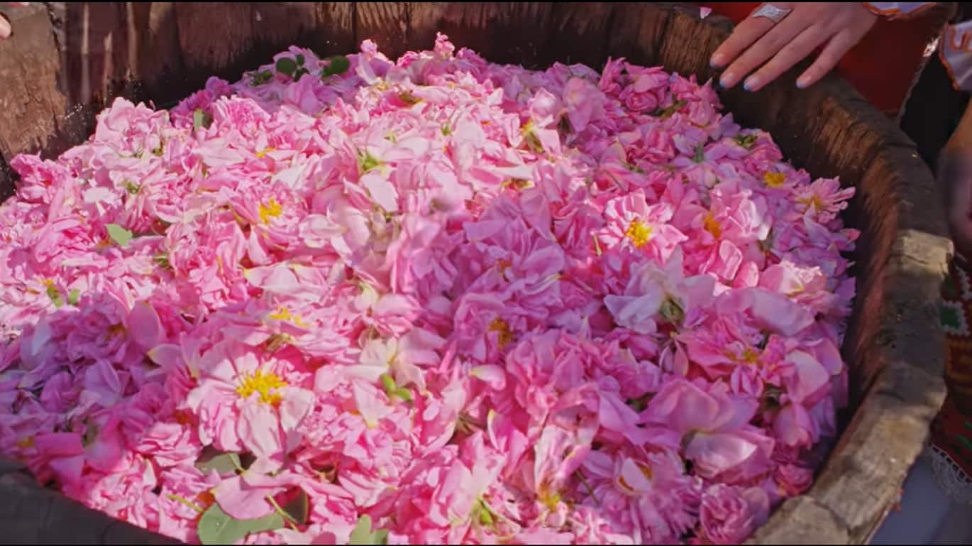 有機大馬士革玫瑰花水 (3ml *5) 一組