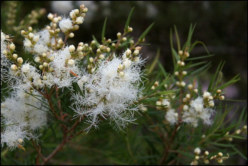 茶樹精油 Melaleuca alternifolia (2ml *3) 一組