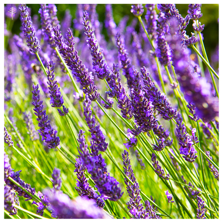 有機葛羅索醒目薰衣草精油 (2ml *3) 一組