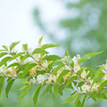 【草本茶飲】肺・忍冬金銀花茶 Honeysuckle Tea (5入x3包/組)