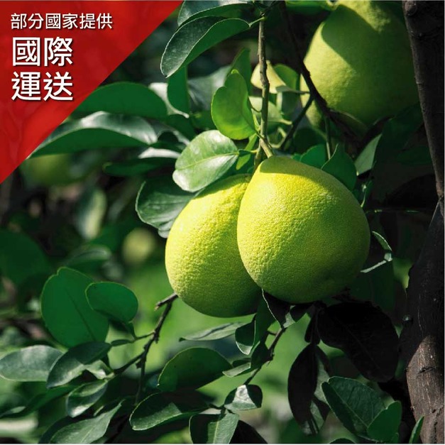 斗六鎮北朱丹灣50年老欉文旦-五入手提禮盒