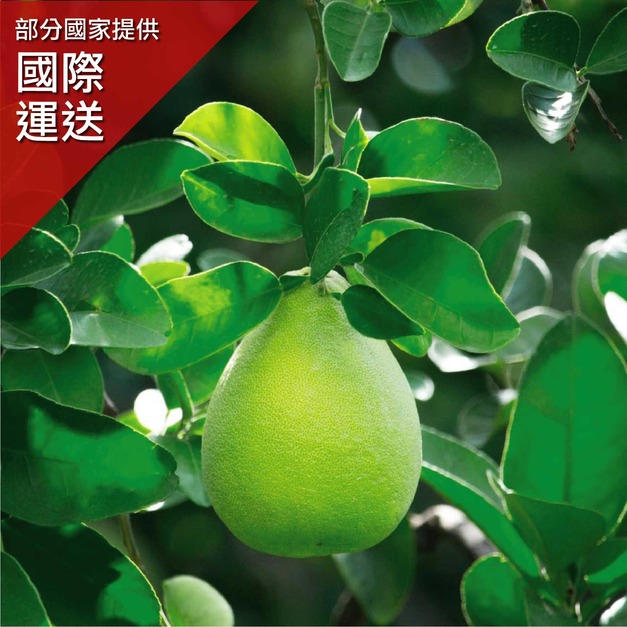 斗六鎮北朱丹灣老欉文旦-禮盒客製化服務