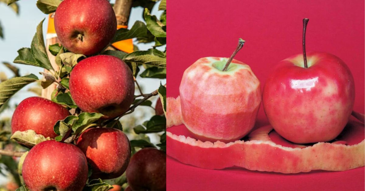 青森蘋果王國的紅色奇蹟！這支「紅心蘋果」白蘭地顛覆你的味覺想像