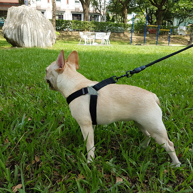 三件式胸背帶引繩(附項圈)