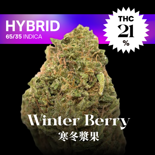 寒冬漿果｜Winter Berry