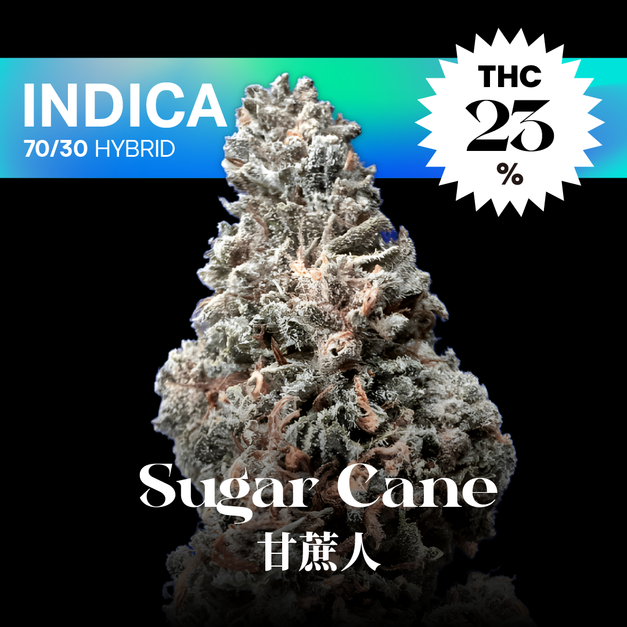 甘蔗人｜Sugar Cane
