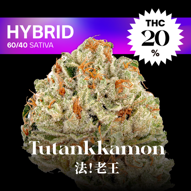 法！老王｜Tutankkamon